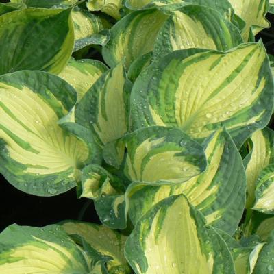 Hosta 'Temptation'